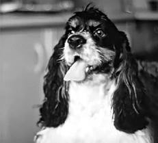 Екатерина Константинова - Русский охотничий спаниель