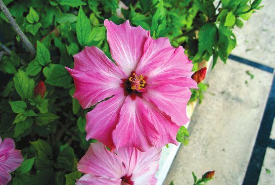 Татьяна Дорошенко - Декоративноцветущие растения