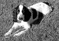 Екатерина Константинова - Русский охотничий спаниель