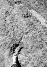 Андрей Буровский - Разум и цивилизация, или Мерцание в темноте