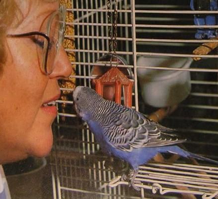 Хорст Бильфельд - Волнистые попугаи