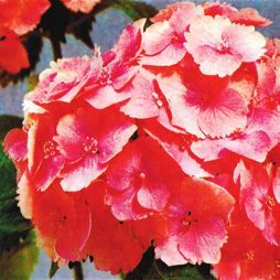 Татьяна Дорошенко - Декоративноцветущие растения