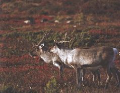 Сергей Алексеев - Ох, охота!