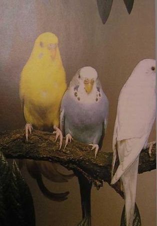 Хорст Бильфельд - Волнистые попугаи