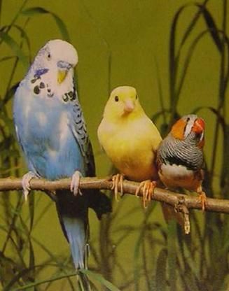 Хорст Бильфельд - Волнистые попугаи