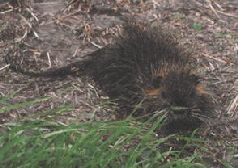 Сергей Алексеев - Ох, охота!