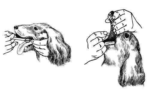 Екатерина Константинова - Русский охотничий спаниель