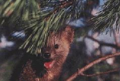 Сергей Алексеев - Ох, охота!