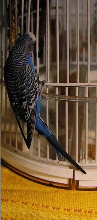 Хорст Бильфельд - Волнистые попугаи