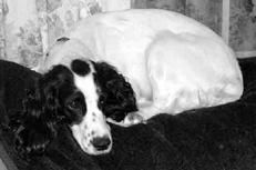 Екатерина Константинова - Русский охотничий спаниель