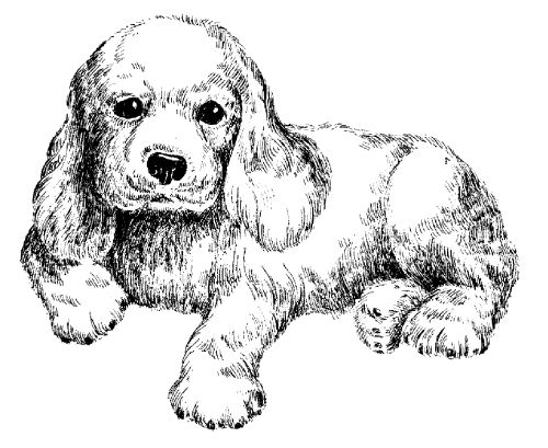 Екатерина Константинова - Русский охотничий спаниель