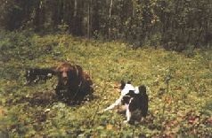 Сергей Алексеев - Ох, охота!