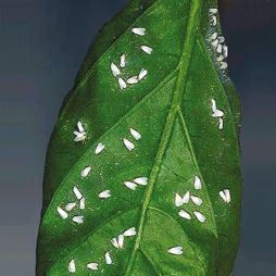 Татьяна Дорошенко - Декоративноцветущие растения