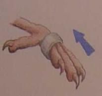 Хорст Бильфельд - Волнистые попугаи