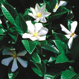 Татьяна Дорошенко - Декоративноцветущие растения