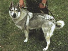 Сергей Алексеев - Ох, охота!