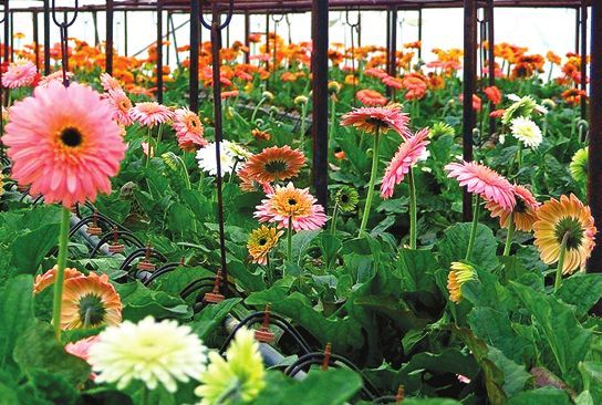 Татьяна Дорошенко - Декоративноцветущие растения