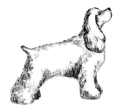 Марина Куропаткина - Американский кокер-спаниель