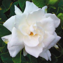 Татьяна Дорошенко - Декоративноцветущие растения