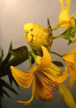 Хорст Бильфельд - Волнистые попугаи