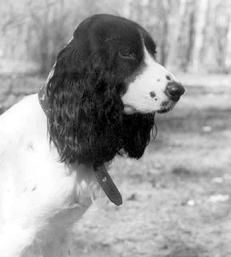 Екатерина Константинова - Русский охотничий спаниель