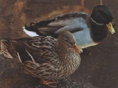 Сергей Алексеев - Ох, охота!