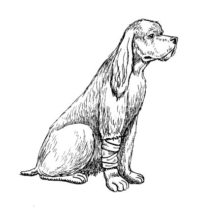 Марина Куропаткина - Американский кокер-спаниель