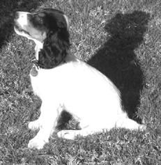 Екатерина Константинова - Русский охотничий спаниель