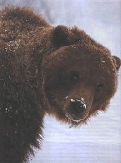 Сергей Алексеев - Ох, охота!