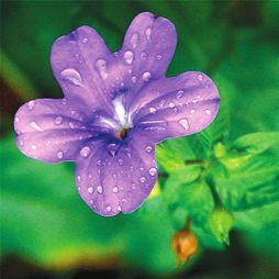 Татьяна Дорошенко - Декоративноцветущие растения