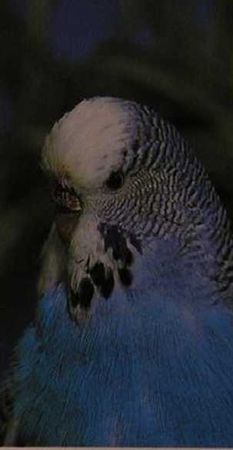 Хорст Бильфельд - Волнистые попугаи