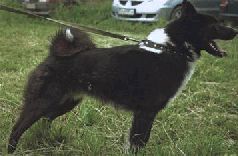 Сергей Алексеев - Ох, охота!