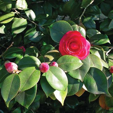 Татьяна Дорошенко - Декоративноцветущие растения