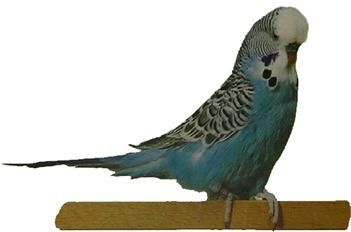 Хорст Бильфельд - Волнистые попугаи