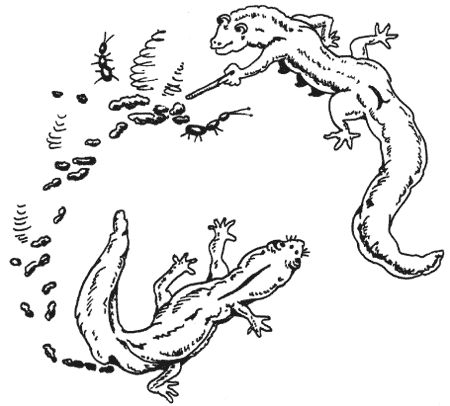 Милена Сигаева - Странности животной сексуальности. Как они делают это...?