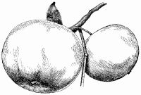 Сезонный календарь для садовода