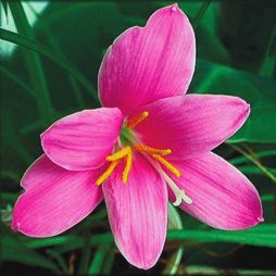 Татьяна Дорошенко - Декоративноцветущие растения