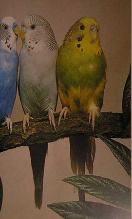 Хорст Бильфельд - Волнистые попугаи