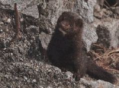 Сергей Алексеев - Ох, охота!