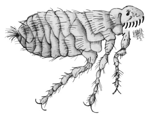 Екатерина Константинова - Русский охотничий спаниель