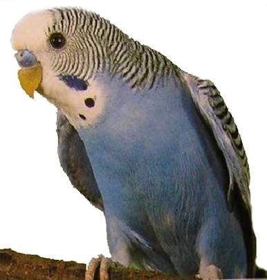 Хорст Бильфельд - Волнистые попугаи