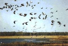 Сергей Алексеев - Ох, охота!