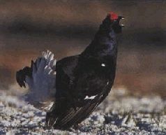 Сергей Алексеев - Ох, охота!