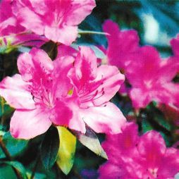 Татьяна Дорошенко - Декоративноцветущие растения