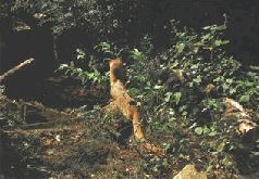 Сергей Алексеев - Ох, охота!