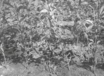 Р. Ноздрачева - Вишня