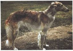 Сергей Алексеев - Ох, охота!