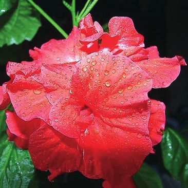 Татьяна Дорошенко - Декоративноцветущие растения