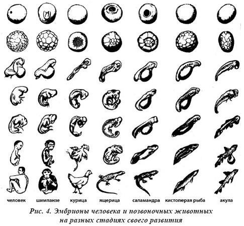 Александр Белов - Тайная родословная человека. Загадка превращения людей в животных