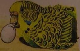 Хорст Бильфельд - Волнистые попугаи